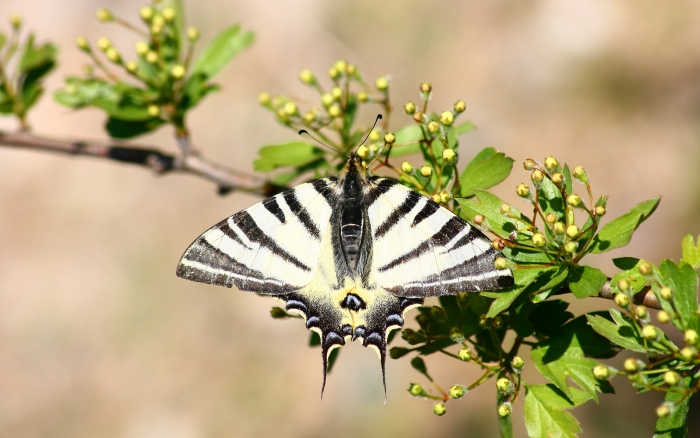 Ninfalidi,pieridi,papilionidi da ID-confermare